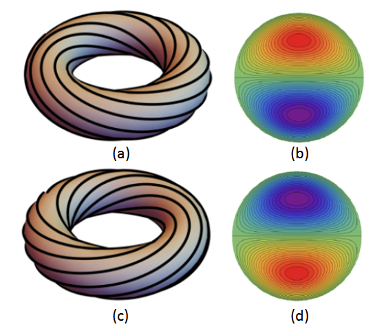 Active flow in a toroid